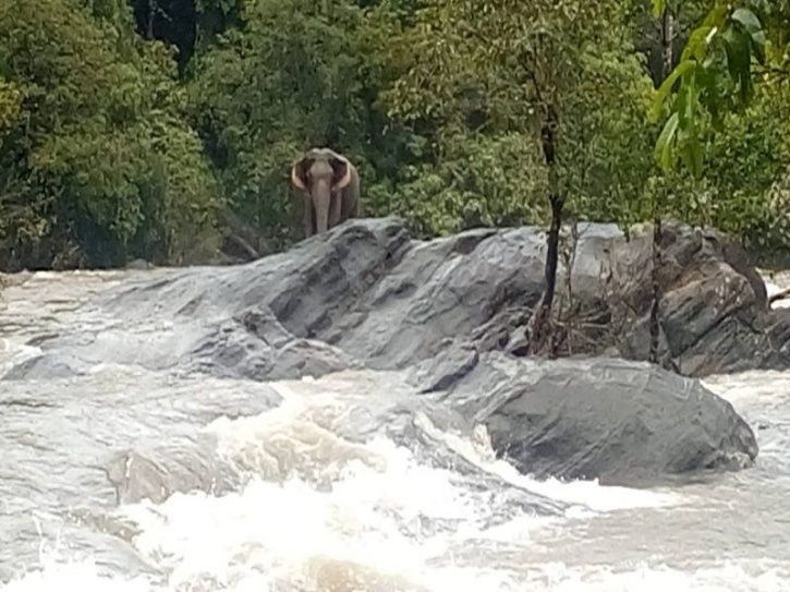 Kerala Flood Elephant