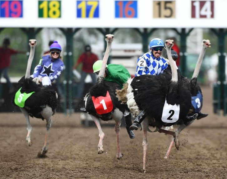 Ostriches raced each other people riding them