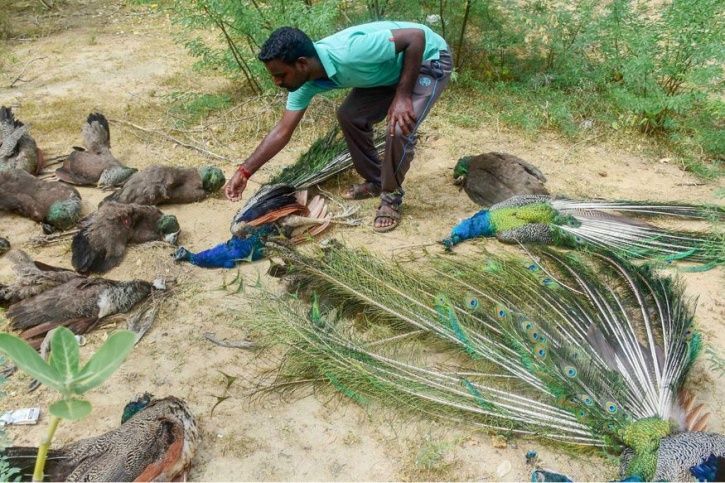 Peacocks found dead, forest officials suspect poisoned.
