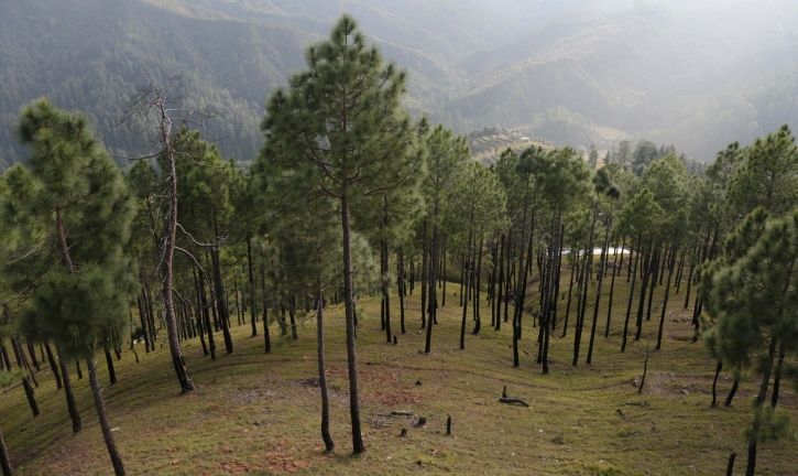 Uttarakhand Former Top Cop To Pay Rs 46 Lakh As Fine For Illegally Cutting 25 Trees