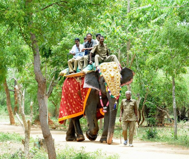 No More Elephant Rides In Jim Corbett Park As Uttarakhand Govt Bans Animal Safari