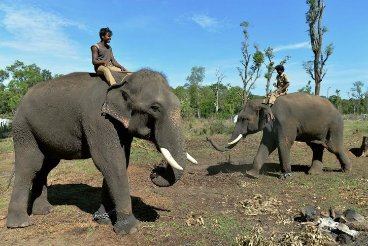 Uttarakhand High Court, wildlife safari, tiger reserves, elephant rides banned, Wildlife Protection 