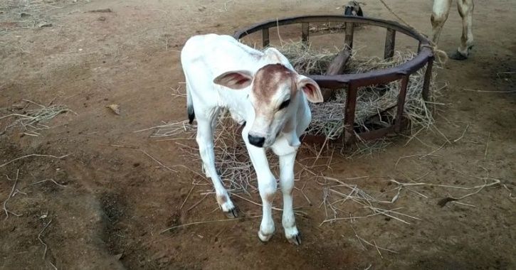 Cow In Madhya Pradesh Gives Birth To Twin Calves, Owner Names Them BJP And Congress