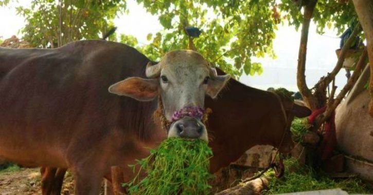 Farmers In Uttar Pradesh Lock Cows Inside Schools & Health Centre To Protect Crops