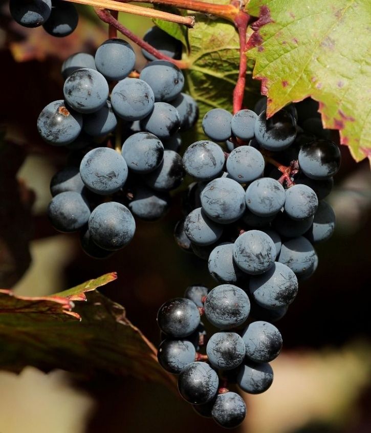 Traditions around whaaa weird say go grape eve 10 Weird New Year Traditions From Around The World That Will Make You Go ‘Say Whaaa?!’