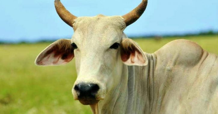 Pregnant Cow Sexually Assaulted In Andhra Village, Police Files Complaint 