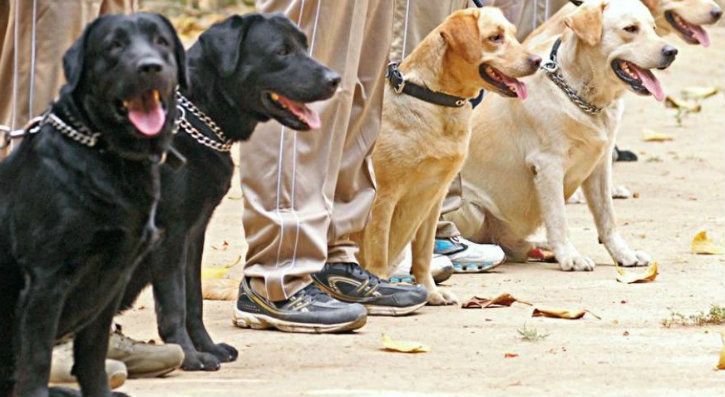 robot labrador