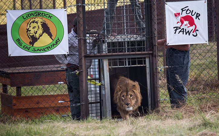 2 Lions From Mideast War Zones Head To South African Refuge