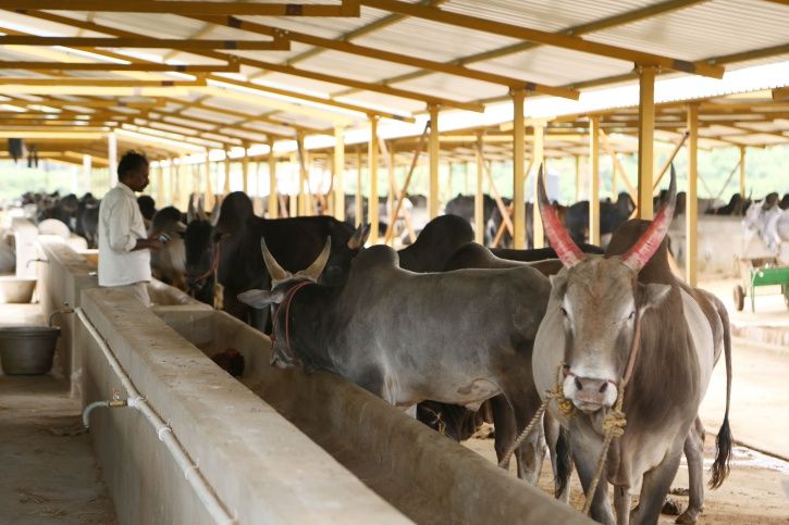 40 Million Cows To Soon Have Aadhaar-like Unique ID Called Pashu Sanjivini