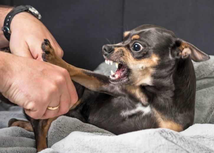 Did You Know Dogs Are More Likely To Bite Emotionally Unstable People?