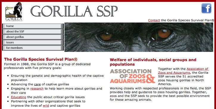 Gorilla Dating Website