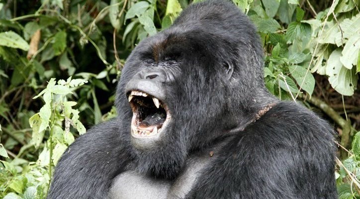 gorilla laughing