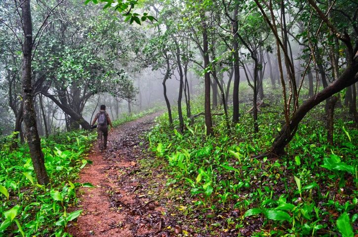 India Makes Marginal Increase In Forest Cover Area