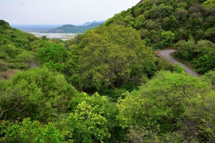 North East Lost Forest Area The Size Of Mumbai In Just Two Years