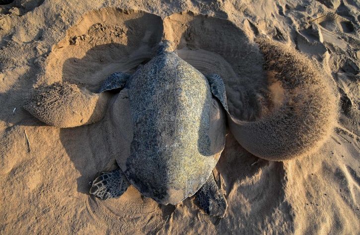 More Than 4 Lakh Olive Ridley Turtle Nests Spotted In Odisha, Tourists ...