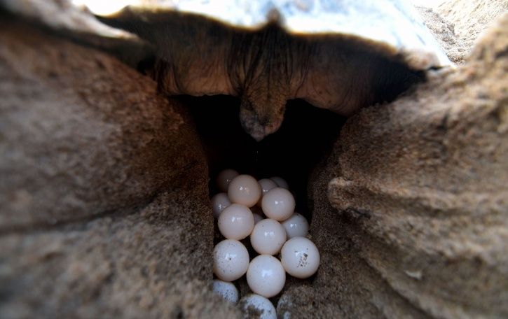 More Than 4 Lakh Olive Ridley Turtle Nests Spotted In Odisha, Tourists ...