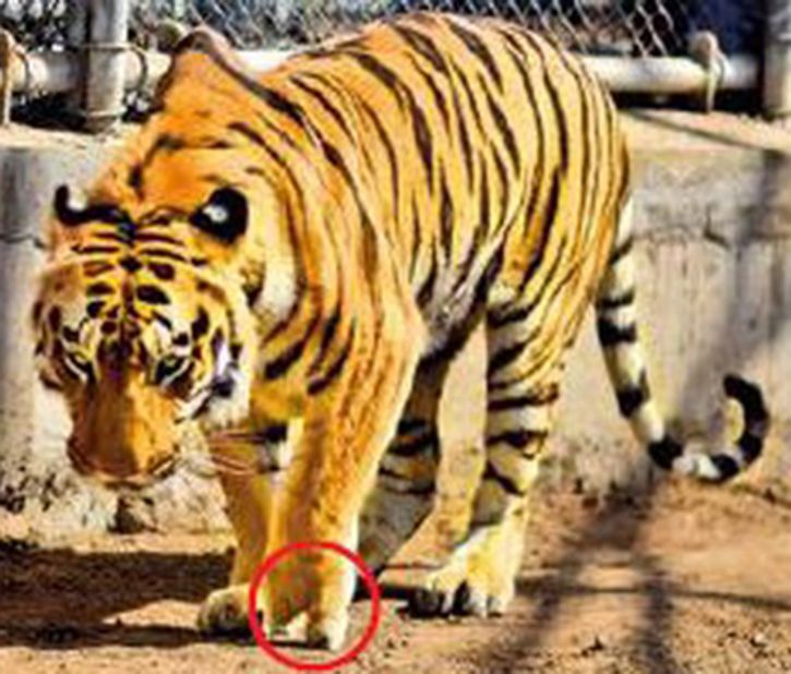 Surgeon To Gift Artificial Limb To Tiger With Amputated Paw