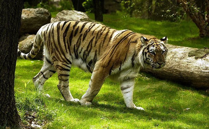 In A First, Tiger In Maharashtra To Get A Prosthetic Limb