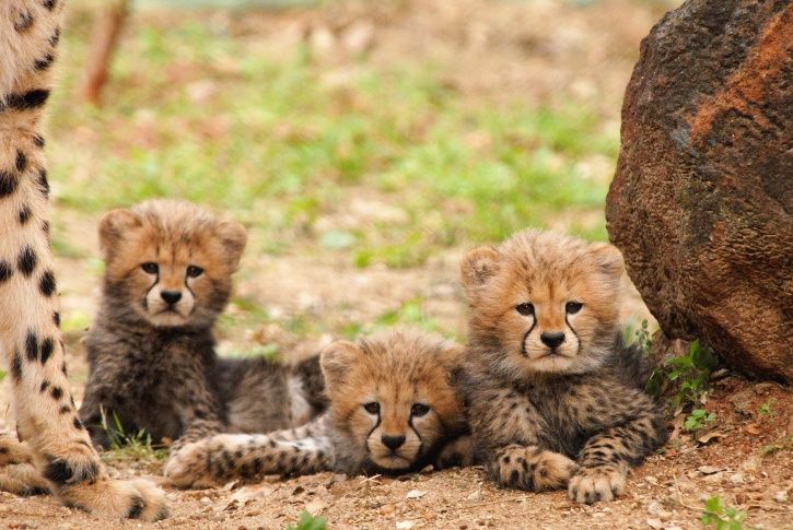 Cheetah May Soon Become An Extinct Animal Due To Climate Change ...