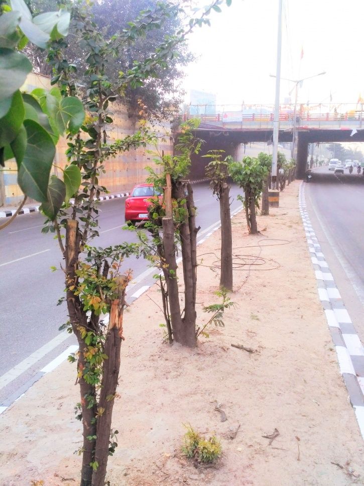 Chopped Down To Increase Visibility Of Hoardings