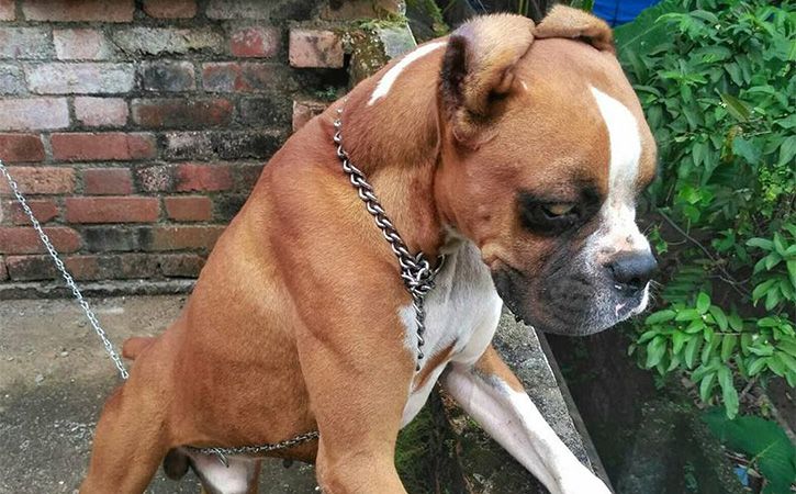Facebook Mourns Murdered Pup With 18000 Likes