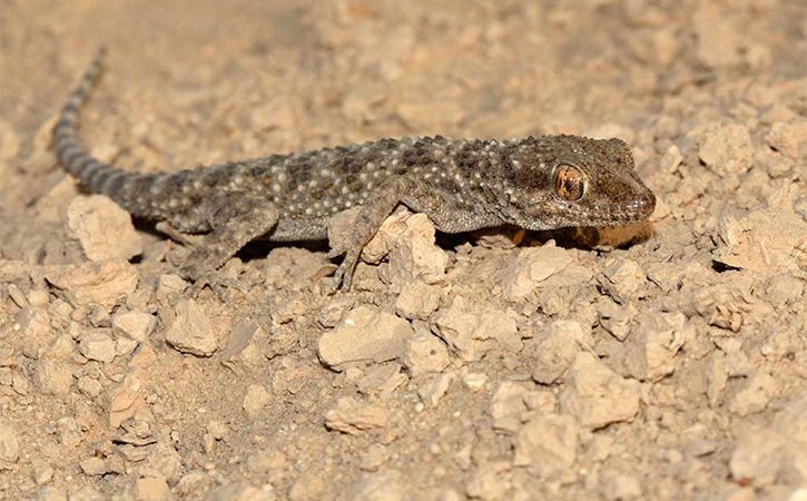 New Species Of Reptile Found In Megamalai Wildlife Sanctuary