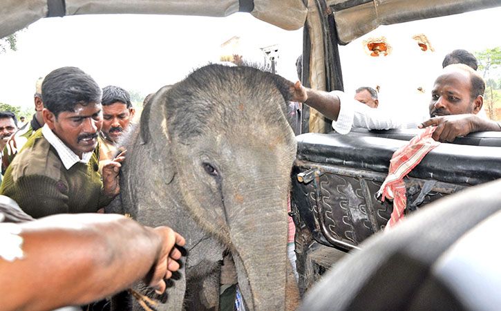 Selfie Mob Separates Elephant Calf From Mother