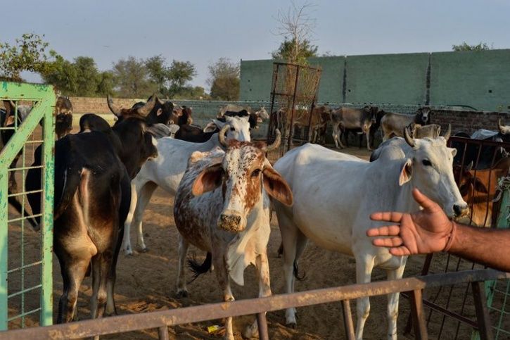 Man Arrested For Having Unnatural Sex With Milkmans Cows Leaving One