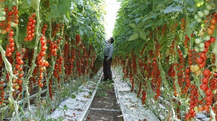 Bigger Is Not Always Better: Israel Has Produced World's Tiniest Cherry ...