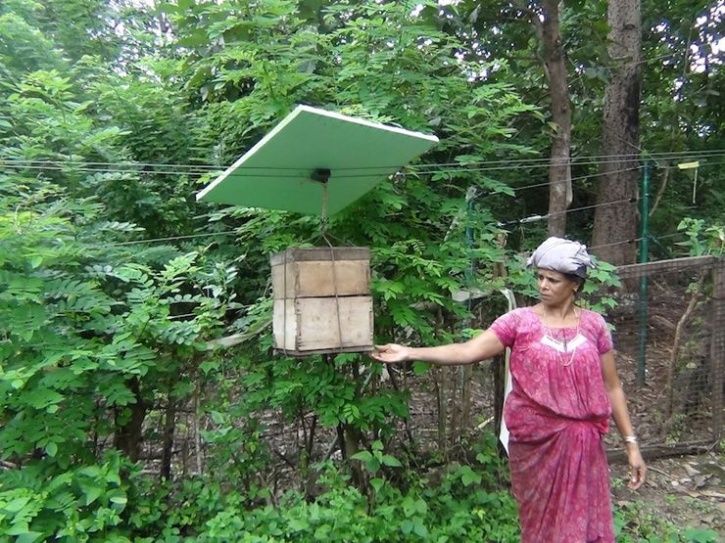 With Beehive Fence, Kerala