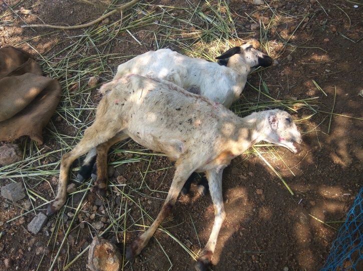 Amid Growing Incidents Of Cruelty By Humans, Court