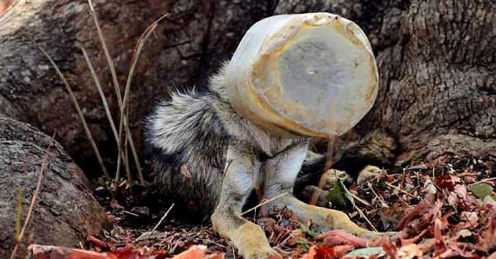 Nagpur Youths Rescue Starving Wolf Whose Head Was Stuck In A Plastic Jar