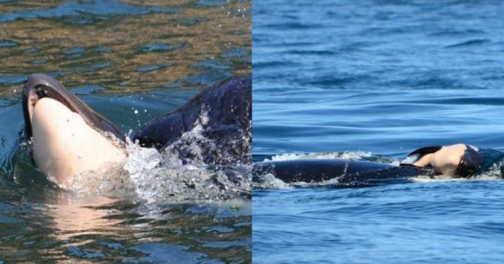 Tear-Jerking Picture Of A Grieving Orca Mom Carrying Around Her Dead ...