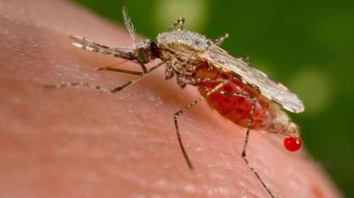 7 Reasons Why Mosquitoes Could Bite You More Than Others