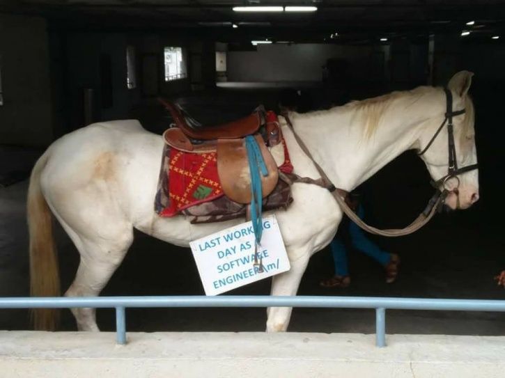 Bengaluru Software Engineer Rides Horse To Office On His Last Day At Work