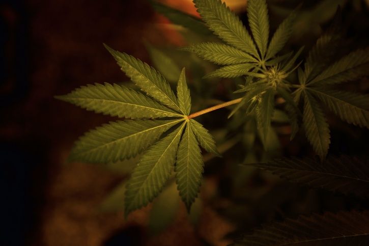 Canada legalise marijuana