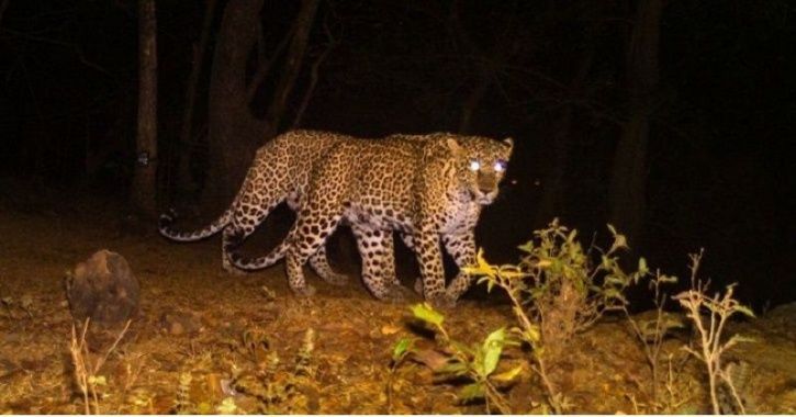 Angry Villagers Burn Forest Land After Leopard Kills 7-Year-Old Child ...