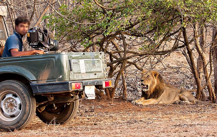 Now, Harassing A Lion, Making Video To Be Treated Akin To Hunting In  Gujarat, Can Land You In Jail