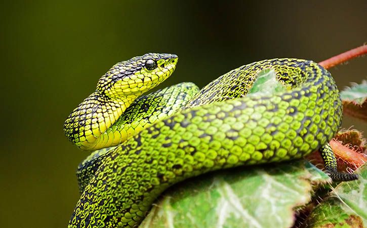 Poisonous Snake Creates Panic At Vip Lounge Of Puducherry Airport
