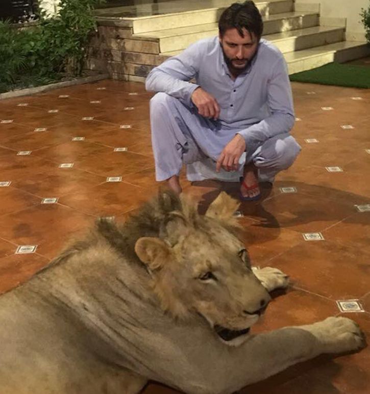 Shahid Afridi Has A Pet Lion At Home