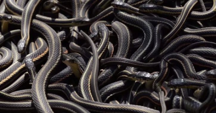 In A Bizarre Ritual, Bride's Father Gifts 21 Snakes As 'Dowry' To Groom ...