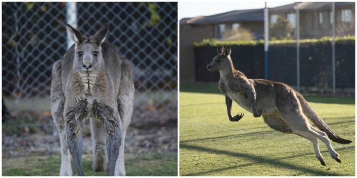 The kangaroo stopped play for over half an hour