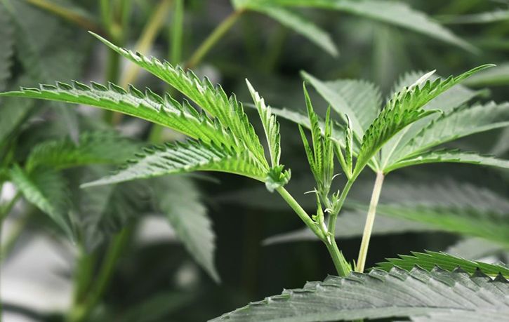US Approves First Marijuana Plant Derived Drug For Epilepsy