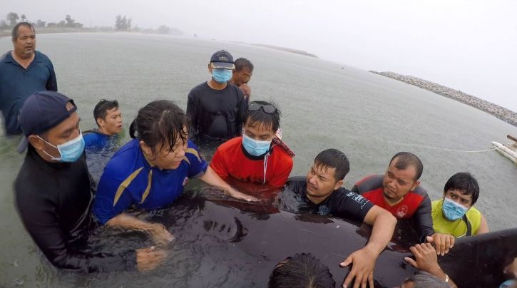 Pilot Whale Dies In Thailand After Swallowing 80 Plastic Bags & We ...