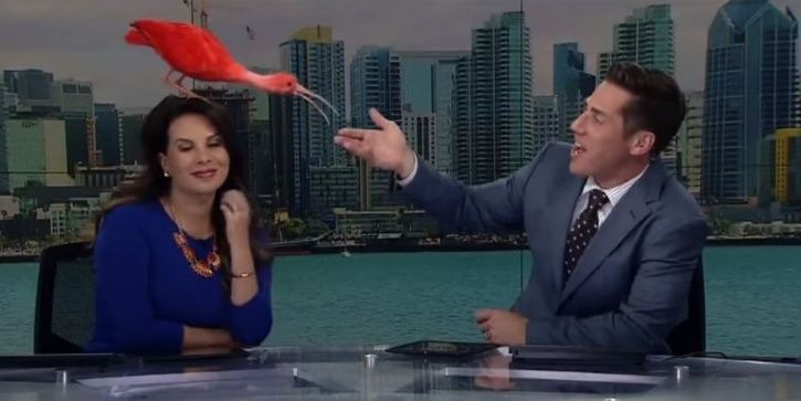 birds lands on news anchor