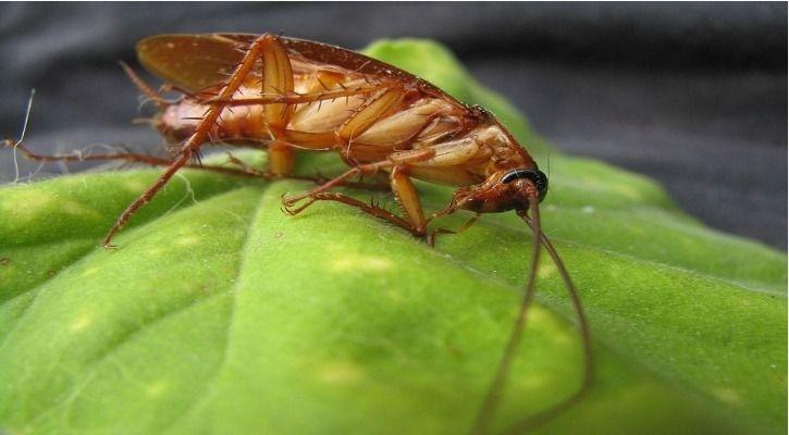 There Is Finally An Answer To Why Cockroaches Can Survive A Nuclear ...