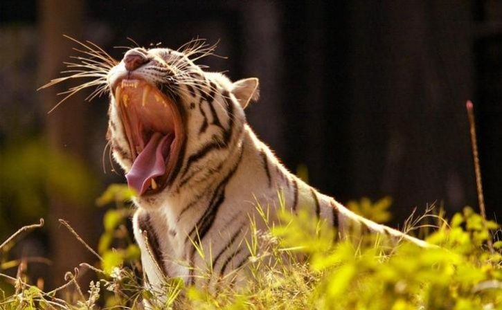 Coming Soon Tigers In Corbett Zoo