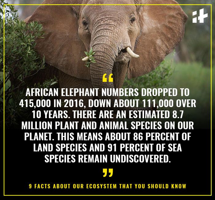 9 Facts That Show The Deadly Toll Humans Have Taken On Earth’s Species