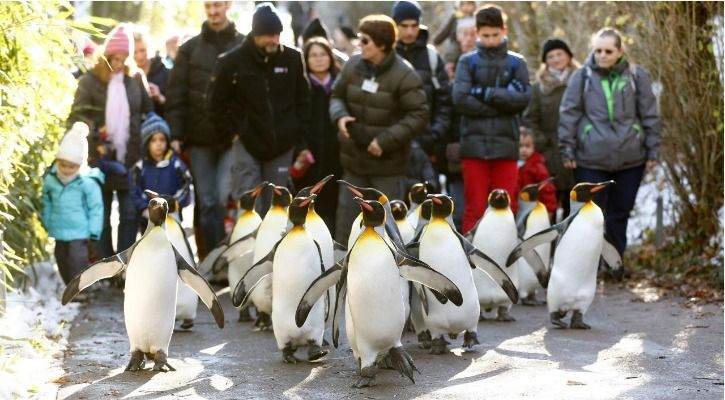 Thanks To Dangerous Climate Change, King Penguins Will Have To Find A