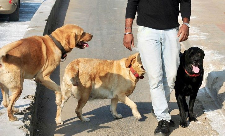 Letting Your Dog Poop In The Open Could Cost You Rs 500